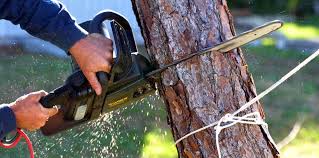 How Our Tree Care Process Works  in  Rutherford, TN