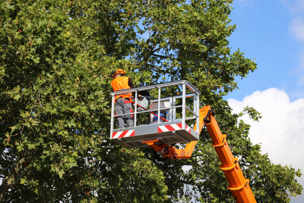 Best Root Management and Removal  in Rutherford, TN