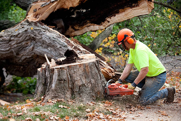 Best Hazardous Tree Removal  in Rutherford, TN