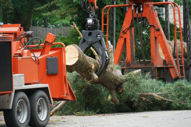 Best Lawn Grading and Leveling  in Rutherford, TN
