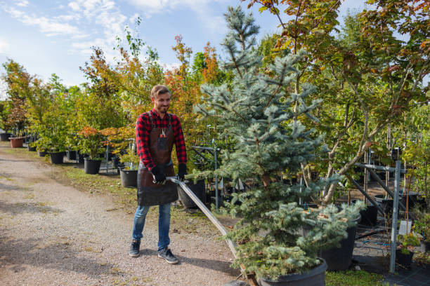 Best Tree Disease Treatment  in Rutherford, TN