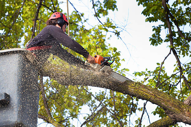 Best Lawn Pest Prevention  in Rutherford, TN